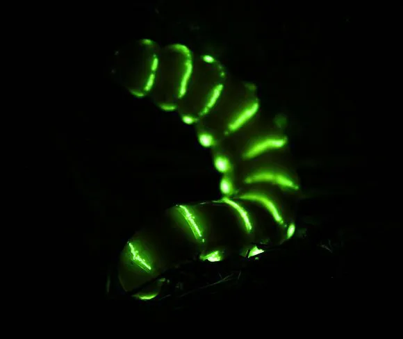 Foto de glworm
